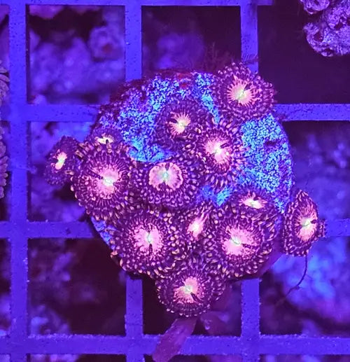 Zoanthus Alien Explosion premium