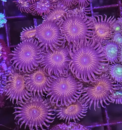 Zoanthus DeepRed Premium