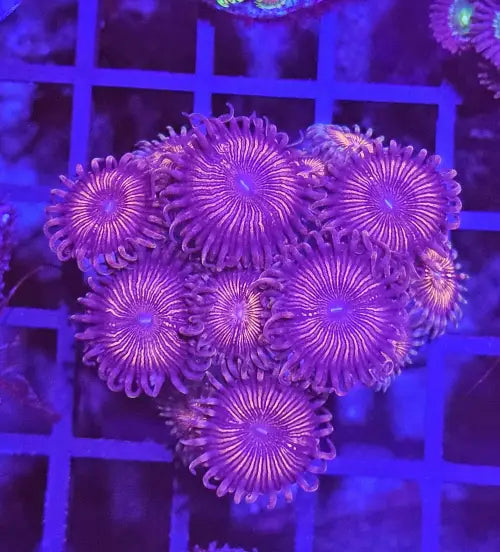 Zoanthus DeepRed Premium