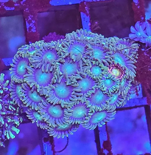 Zoanthus Green