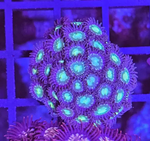 Zoanthus Green