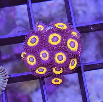 Zoanthus Johnny Pumpkin