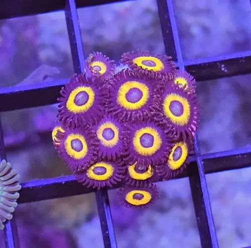 Zoanthus Johnny Pumpkin