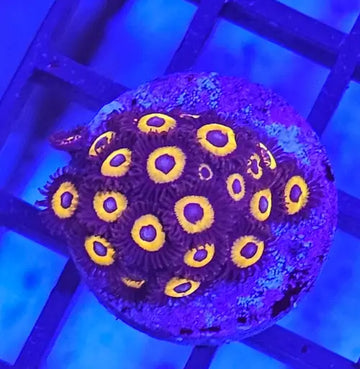 Zoanthus Johnny Pumpkin