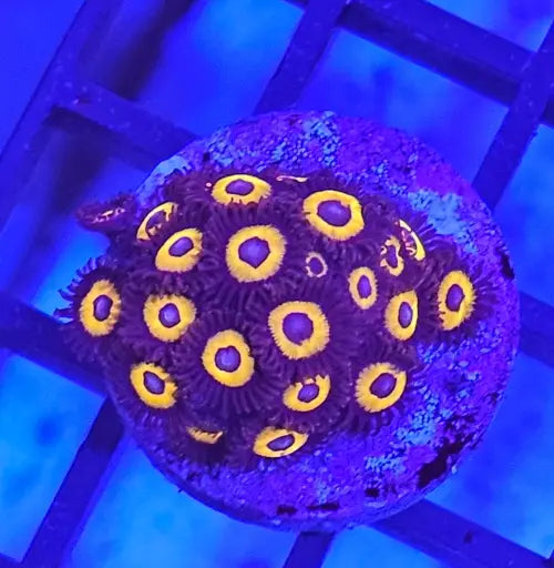 Zoanthus Johnny Pumpkin