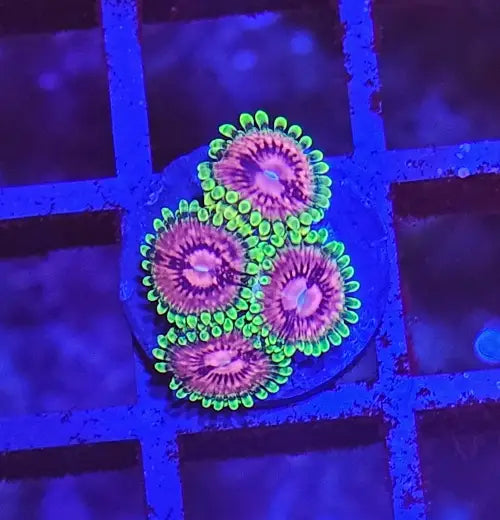 Zoanthus Pink Diamonds