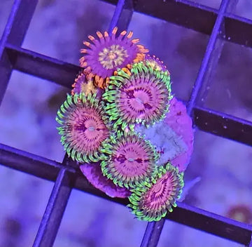 Zoanthus Pink Diamonds + red