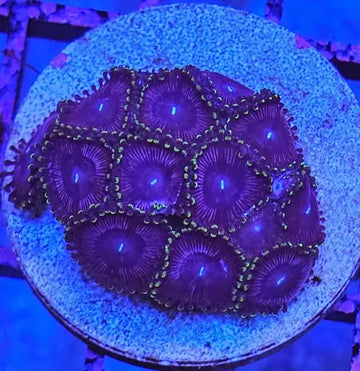 Zoanthus Purple-Green