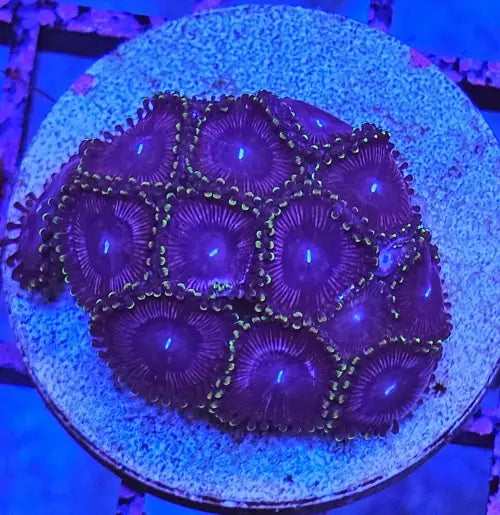 Zoanthus Purple-Green