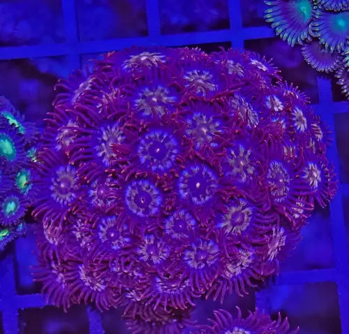 Zoanthus Red