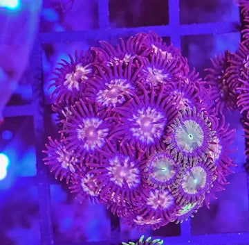 Zoanthus Red/Green mix