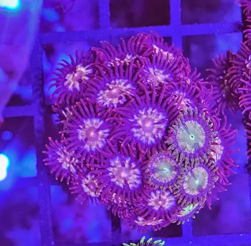 Zoanthus Red/Green mix