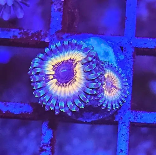 Zoanthus Sonic Flare
