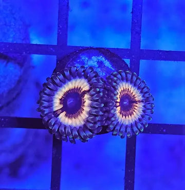 Zoanthus Sonic Flare