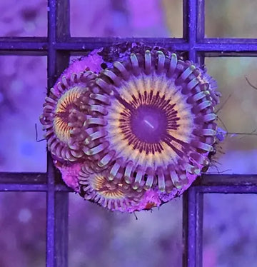 Zoanthus Sonic Flare