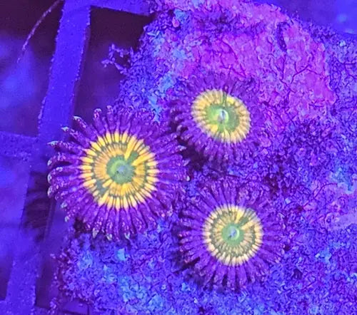 Zoanthus Sunny D premium